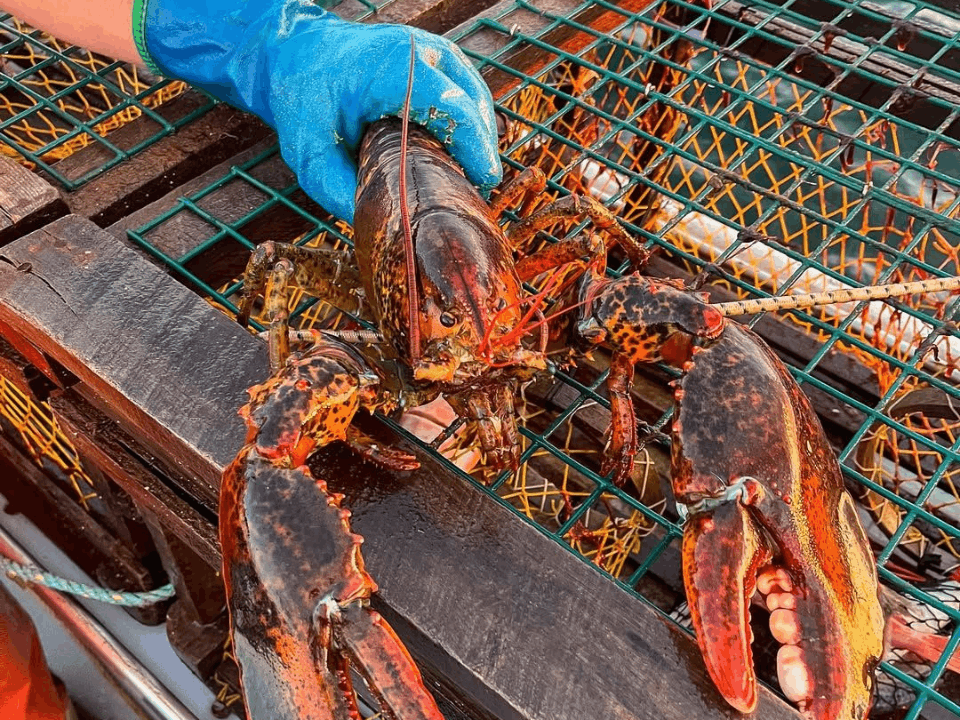 lobster (1)